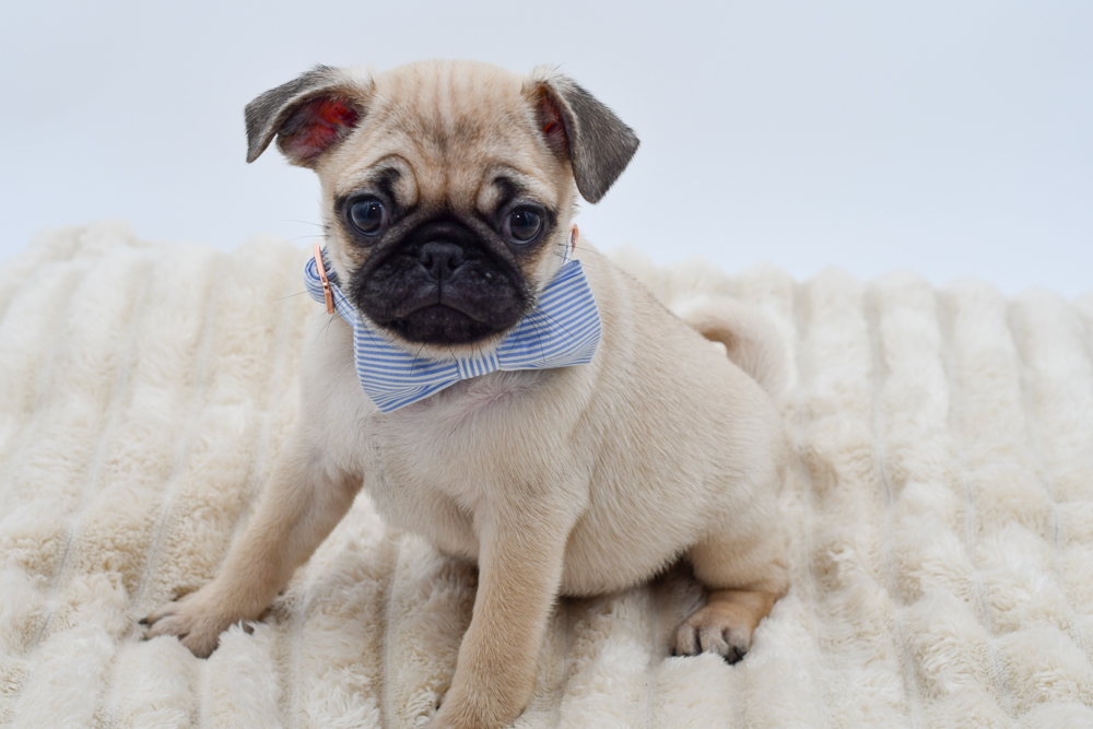 Pug in Westland, MI