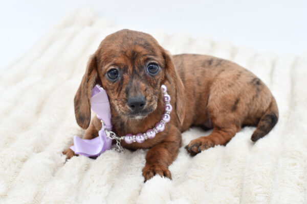 [#26945-02]  - Brown F Dachshund Puppies for Sale