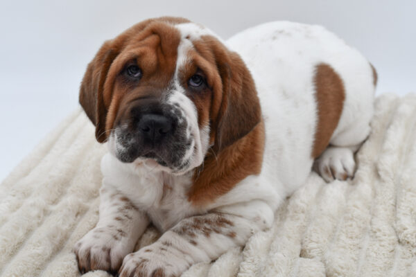 [#26116-02]  - Brindle M Walrus Puppies for Sale