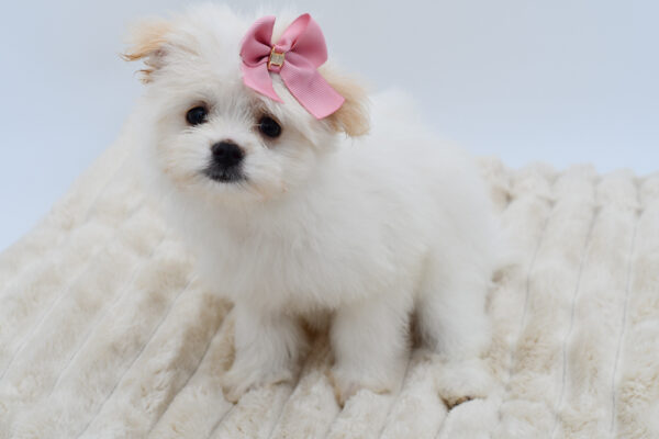 [#261026-04]  - White F Maltipom Puppies for Sale