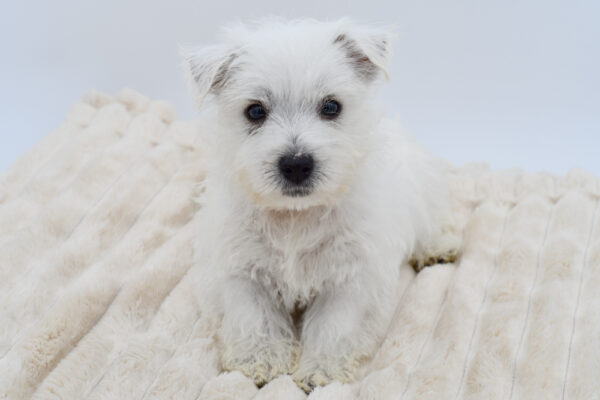 [#26995-01]  - White M West Highland White Terrier Puppies for Sale