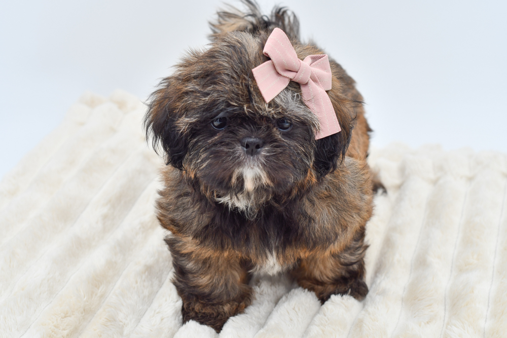 Shih Tzu in Westland, MI