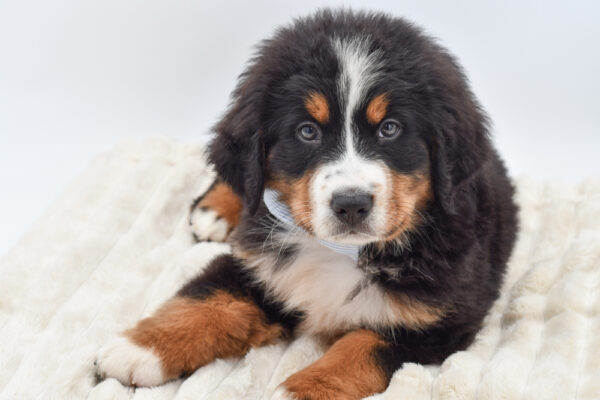 [#2623-04]  - Black White / Tan M Bernese Mountain Dog Puppies for Sale