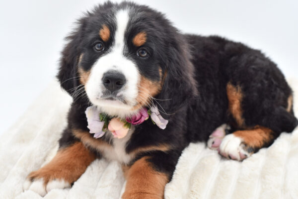 [#2623-06]  - Black White / Tan F Bernese Mountain Dog Puppies for Sale
