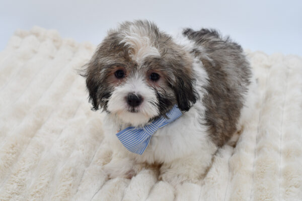[#2627-01]  - Brindle / White M Coton de Tulear Puppies for Sale