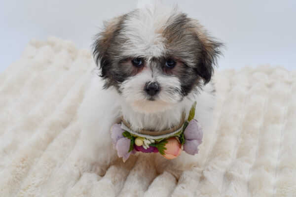 [#2627-02]  - White / Brown F Coton de Tulear Puppies for Sale