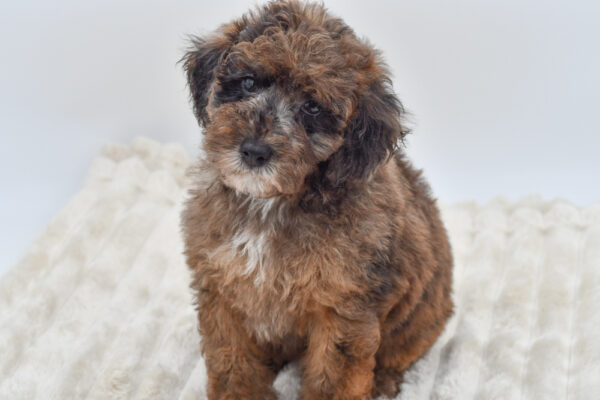 [#2628-04]  - Blue Merle M Poodle Mini Puppies for Sale