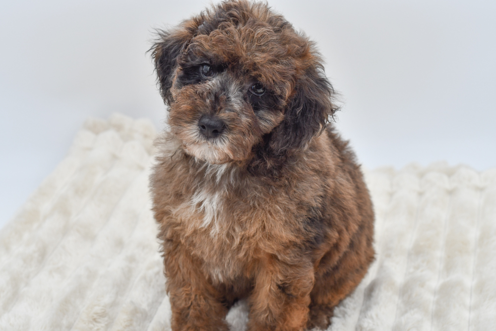 Poodle Mini in Westland, MI