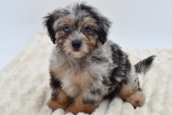 [#2629-01]  - Blue Merle M Poodle Mini/Shih Tzu Puppies for Sale