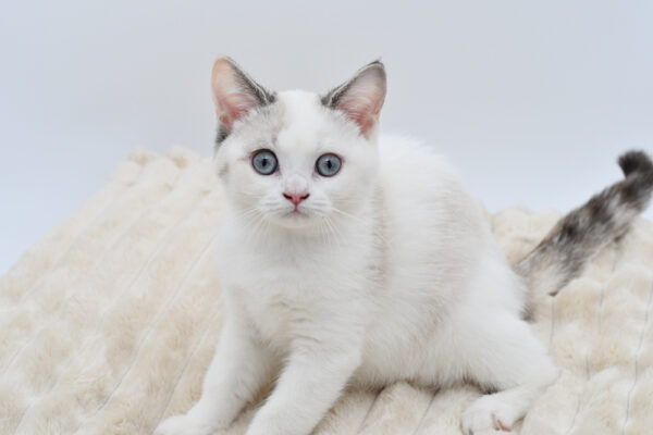[#261-01]  - White M British Shorthair Kittens for Sale