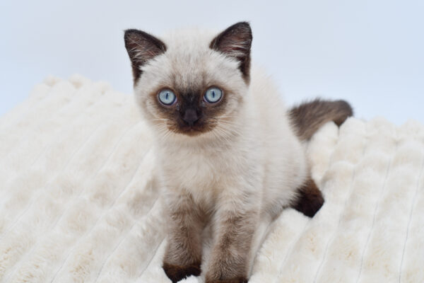 [#262-01]  - Seal M British Shorthair Kittens for Sale