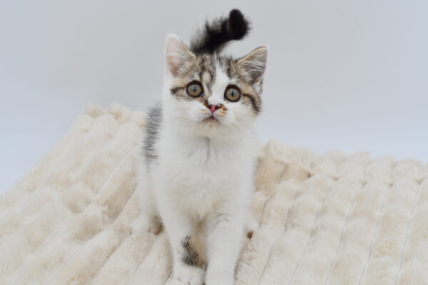 [#262-02]  - Gray / White F British Shorthair Kittens for Sale