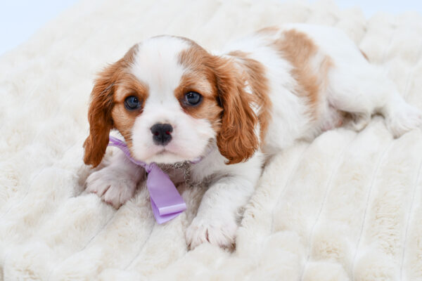 [#261001-03]  - Blenheim / White F Cavalier King Charles Spaniel Puppies for Sale