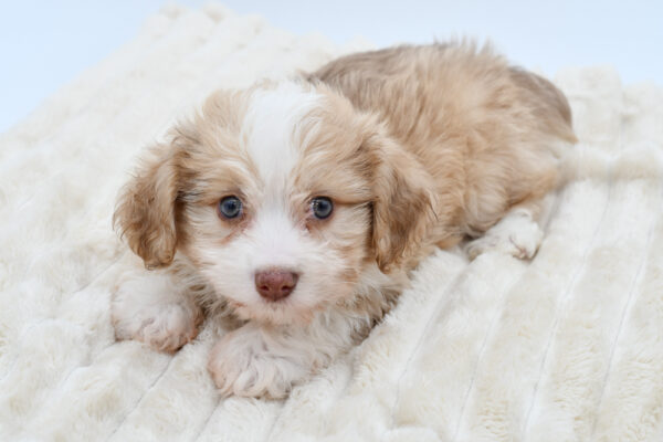 [#261004-02]  - Brown / White M Aussiechon Puppies for Sale