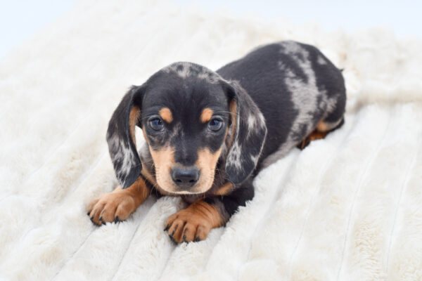 [#26947-02]  - Silver Dapple M Dachshund Puppies for Sale