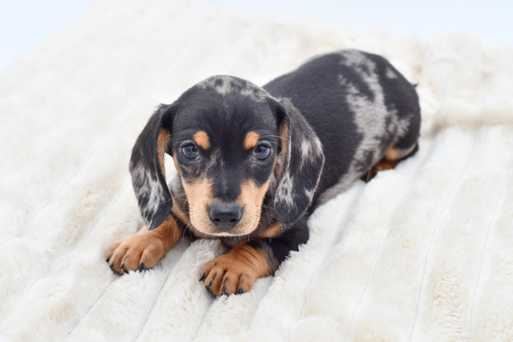 Dachshund in Detroit, MI