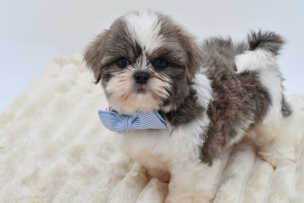 [#2631-01]  - Blue / White M Shih Tzu Puppies for Sale