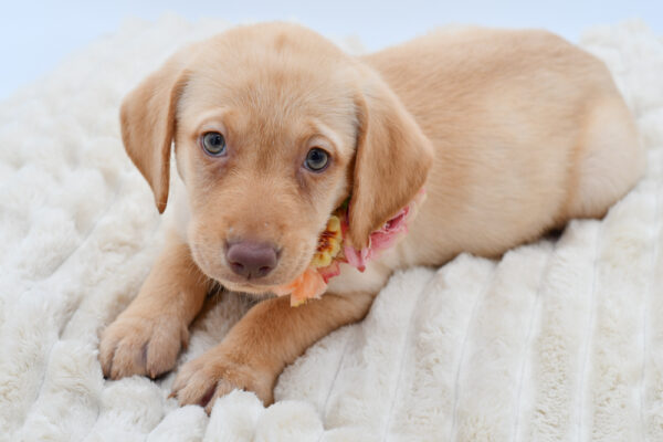 [#26117-09]  - Yellow F Labrador Retriever Puppies for Sale