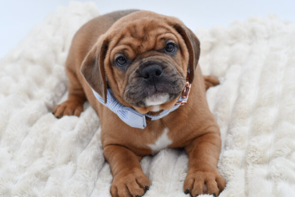 [#26135-02]  - Chocolate Merle M Mini Bullies Puppies for Sale