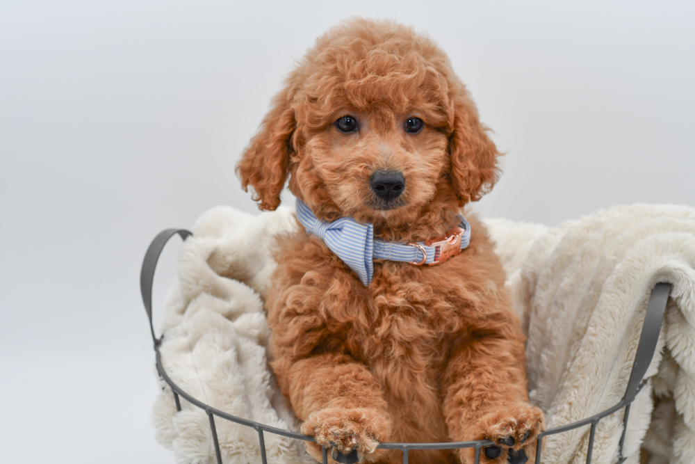 Mini Goldendoodle (M) 40191