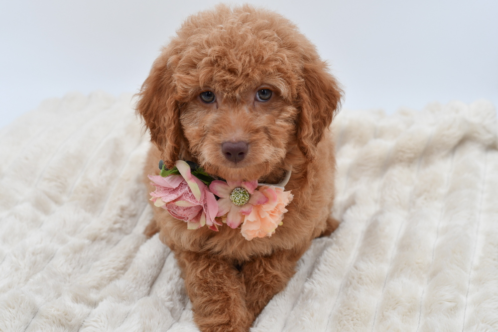 Mini Goldendoodle (F) 40192