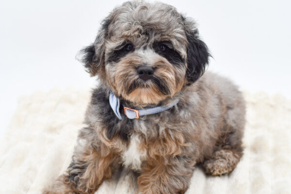 [#261032-01]  - Blue Merle M Schnoodle Puppies for Sale