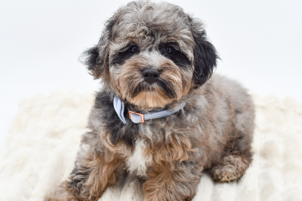 Schnoodle (M) 40193