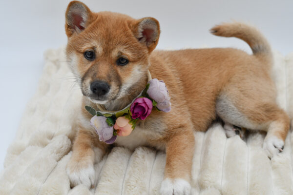 [#261084-03]  - Red Sesame F Shiba Inu Puppies for Sale