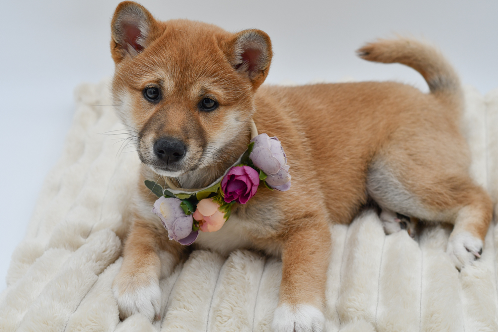 Shiba Inu in Detroit, MI