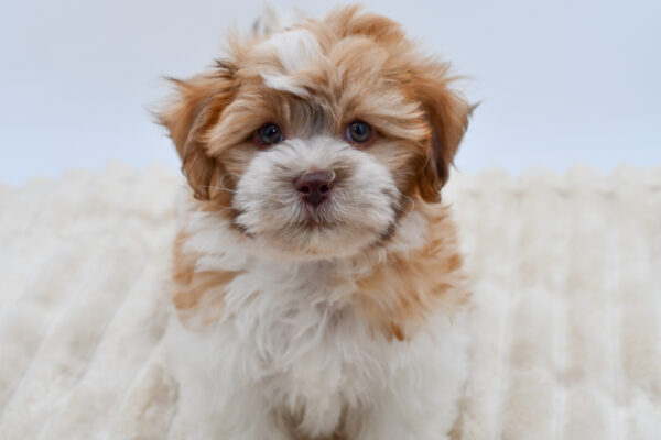 [#261202-02]  - Red / White M Teddy Bear Puppies for Sale
