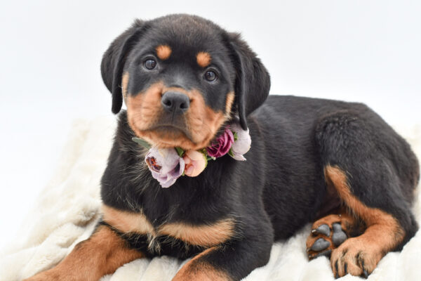 [#261285-04]  - Black / Tan F Rottweiler Puppies for Sale