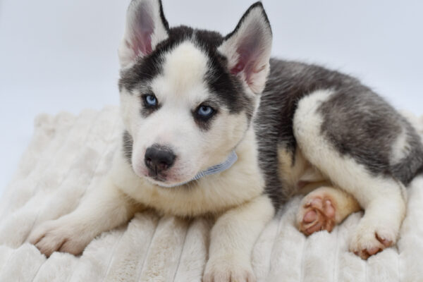 [#261341-03]  - Black / White M Siberian Husky Puppies for Sale