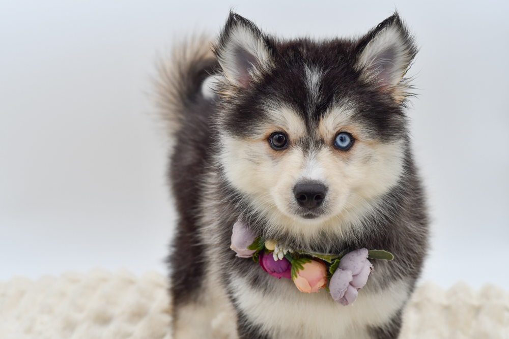 Pomsky (F) 40198
