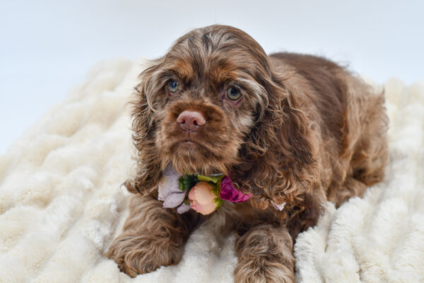 [#261012-04]  - Chocolate Merle F Cocker Spaniel Puppies for Sale