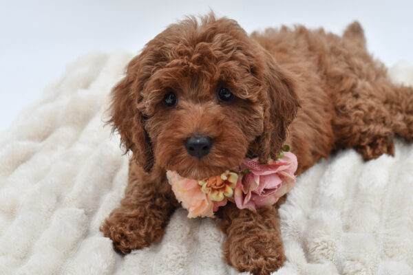 [#261016-06]  - Red F Cavapoo F1B Puppies for Sale