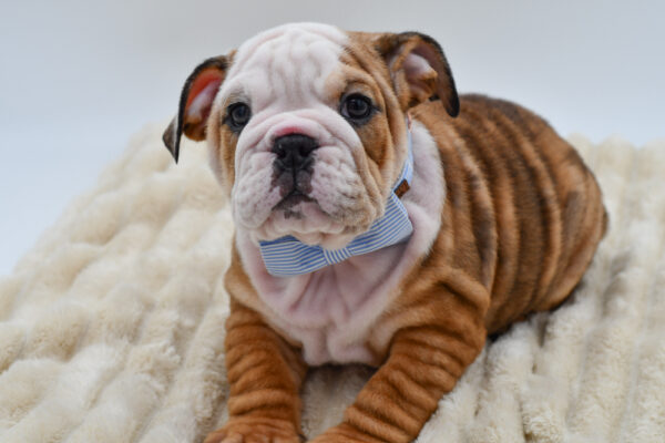 [#261024-02]  - Black Merle M English Bulldog  Puppies for Sale