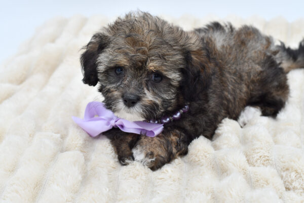 [#261048-06]  - Brindle F ShihPoo Puppies for Sale