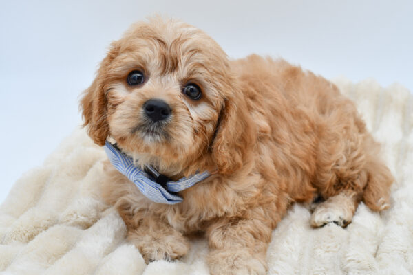 [#261063-03]  - Ruby M Cavachon Puppies for Sale