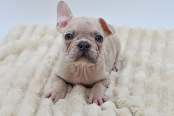 [#261141-02]  - Chocolate Merle M Frenchton Puppies for Sale