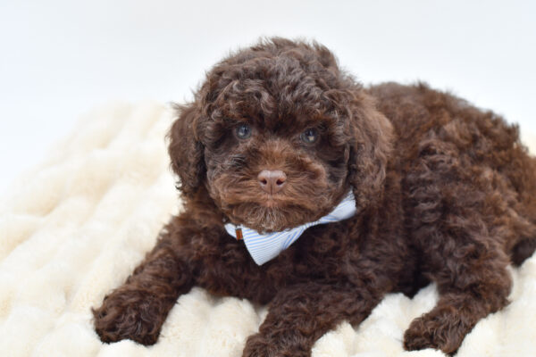 [#26910-01]  - Chocolate M Poodle Mini Puppies for Sale