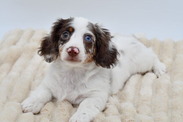 [#26995-03]  - Brown / White M Dachshund Puppies for Sale