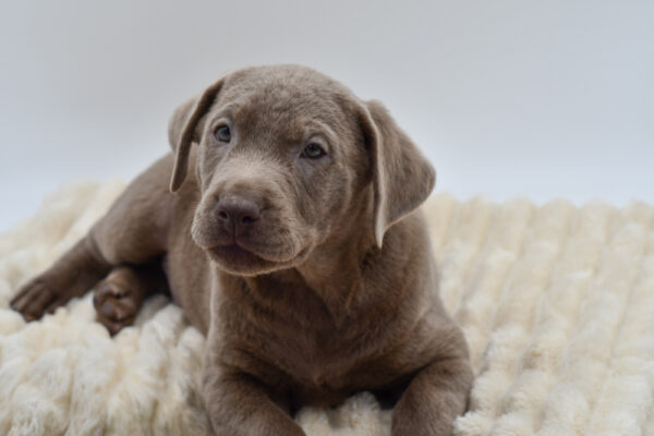 [#26134-01]  - Silver M Labrador Retriever Puppies for Sale