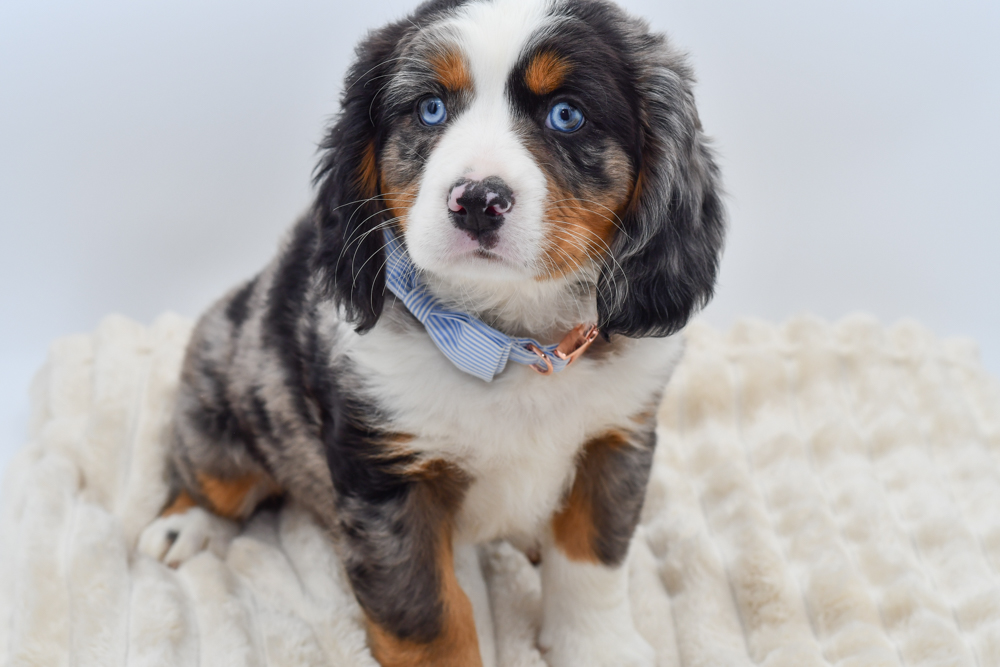 Mini Bernese (M) 40211