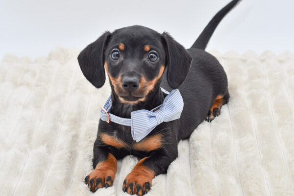 [#26397-03]  - Black / Tan M Dachshund Puppies for Sale