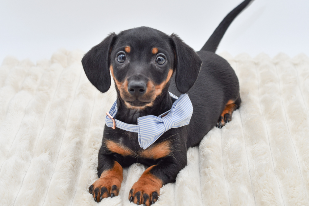 Dachshund in Belleville, MI