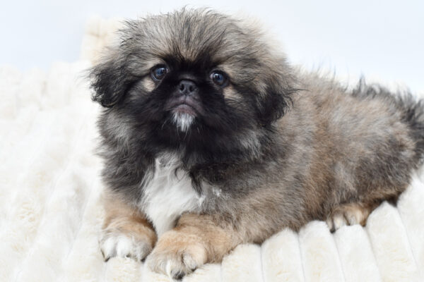 [#261070-02]  - Sable M Pekingese Puppies for Sale