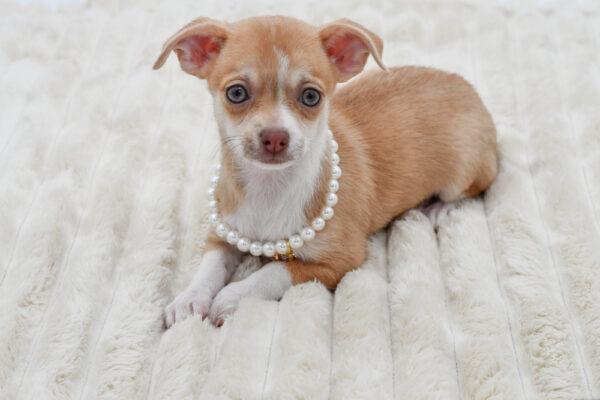 [#261084-03]  - Fawn / White F Chihuahua Puppies for Sale
