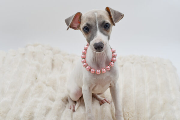 [#261101-04]  - White / Fawn F Italian Greyhound Puppies for Sale