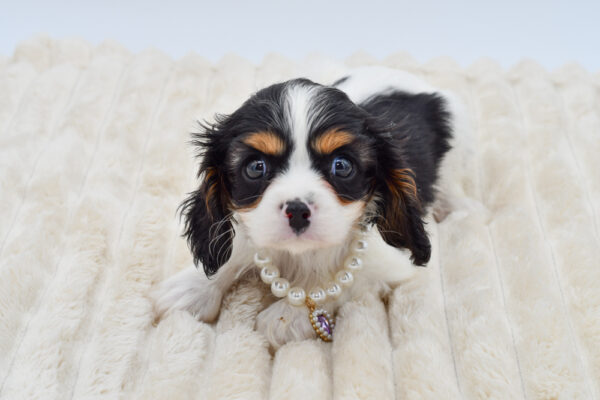 [#261179-01]  - Tri-Colored F Cavalier King Charles Spaniel Puppies for Sale