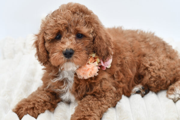 [#261406-06]  - Red / White F Cavapoo Puppies for Sale